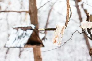 pezzi di lardo per tette vicino uccello alimentatore nel foresta foto