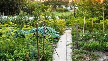 Visualizza di nazione giardino a estate tramonto foto