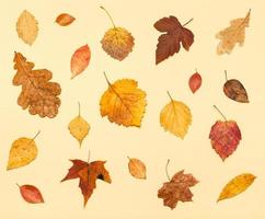 vario secco autunno caduto le foglie su leggero giallo foto