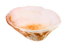 vuoto arancia e rosa conchiglia di mollusco isolato foto