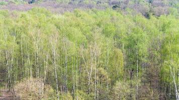 betulla alberi con primo verde le foglie nel foresta foto