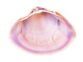 vuoto rosa viola conchiglia di mollusco isolato su bianca foto