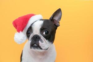 boston terrier cane nel un' Natale cappello di Santa Claus su un arancia sfondo nel il studio.concetto di un' triste nuovo anno e Natale. foto