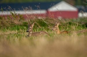 selvaggio capriolo cervo foto