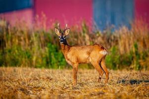 selvaggio capriolo cervo foto