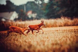 selvaggio capriolo cervo foto