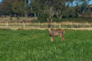 selvaggio capriolo cervo foto