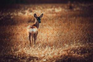 selvaggio capriolo cervo foto