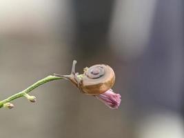 lumaca su fiori ramoscello, nel il mattina con bianca sfondo, macro fotografia, estremo vicino su foto