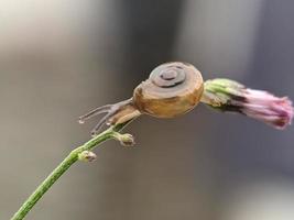 lumaca su fiori ramoscello, nel il mattina con bianca sfondo, macro fotografia, estremo vicino su foto