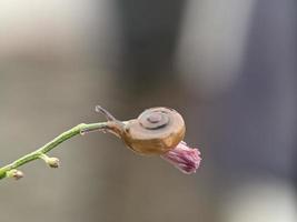 lumaca su fiori ramoscello, nel il mattina con bianca sfondo, macro fotografia, estremo vicino su foto