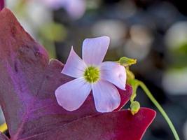 oxalis purpurea fiore fioritura nel il giardino foto