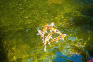 koi pesce nuotare artificiale stagni con un' bellissimo sfondo nel il chiaro stagno. colorato decorativo pesce galleggiante nel un artificiale stagno, Visualizza a partire dal sopra foto