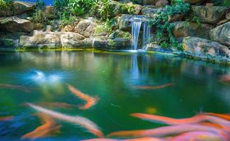 giapponese giardino cascate. lussureggiante verde tropicale koi stagno con cascata a partire dal ogni lato. un' lussureggiante verde giardino con cascata a cascata giù il roccioso pietre. zen e tranquillo, calmo sfondo. foto