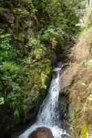 cascata nel il nero foresta, con alberi, rocce e felci foto