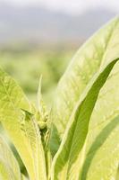 nicotiana tabacum pianta erbacea foto