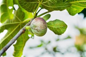 strappato Figura su il albero foto