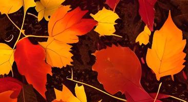 colorato autunno le foglie. un' lotto di acero autunno le foglie su il terra. foto