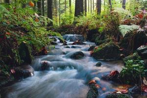 bellissimo ruscello nel il verde foresta foto