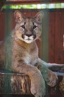 un' leccata Puma bugie su un' albero tronco foto