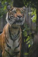 animale fotografia, Sumatra tigre, grande gatto, panthera tigris sumatra, le foglie nel il sfondo foto