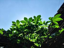 fresco verde manioca le foglie siamo ricco nel benefici e può essere elaborato in vario piatti foto