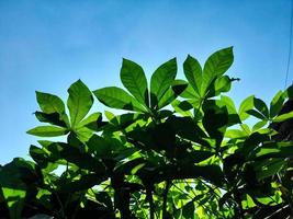 fresco verde manioca le foglie siamo ricco nel benefici e può essere elaborato in vario piatti foto