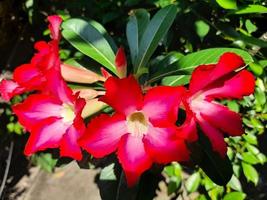 bellissimo fiori Adenium obeso o comunemente chiamato giapponese frangipani fiori. Questo ornamentale pianta con un' buio rosa corona e verde le foglie può vivere bene nel il tropici per essere chiamato il deserto rosa foto