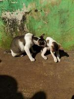 un' domestico madre gatto è giocando con uno di sua cuccioli sotto il caldo mattina sole foto