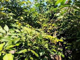 Questo longan frutta albero ha di spessore fresco verde foglie, esso sembra quello il prospettiva longan frutta semi siamo verde e il giro nel forma. longan le foglie e frutta anche avere molti benefici per umano Salute foto