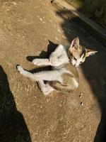 un' carino gattino è leccata suo corpo o governare e crogiolarsi nel il caldo mattina sole foto