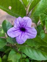 viola d'oro fiore o ruellia tuberosa l con verde foglie, ha molti Salute benefici, vale a dire medicina a partire dal vario malattie. Questo pianta è spesso trovato nel il cortile in giro il Casa. foto