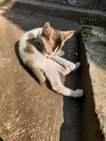 un' carino gattino è leccata suo corpo o governare e crogiolarsi nel il caldo mattina sole foto