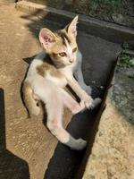 un' carino gattino è seduta rilassante crogiolarsi nel il caldo mattina sole foto