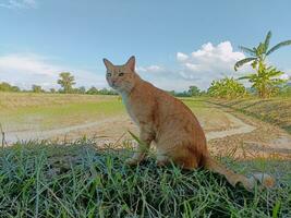 arancia giallo gatto nel il mezzo di un' campo foto