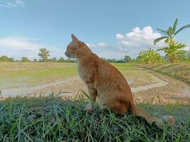 arancia giallo gatto nel il mezzo di un' campo foto