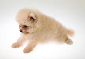 cucciolo di spitz di Pomerania foto