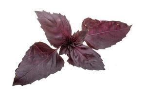 foglie di basilico rosso foto