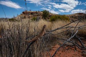 Drago specie a partire dal centrale Australia foto