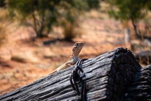 Drago specie a partire dal centrale Australia foto