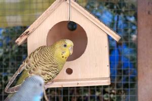 un' giallo pappagallino con suo bello di legno Casa dentro il gabbia per uccelli. foto