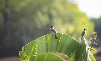 uccelli su Banana albero - dai baffi rossi bulbul foto