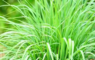 pianta di citronella in giardino per gli ingredienti utilizzati nella cucina tailandese e nell'erba - foglia di citronella foto