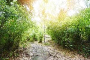 albero di bambù nella foresta di bambù - foresta tropicale asiatica foto