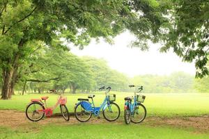 bicicletta sotto grande albero nel il pubblico parco foto