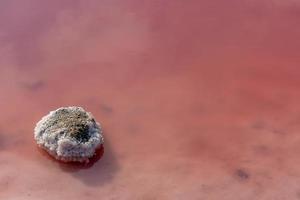 il superficie di il salato rosa lago nel il mattina con sale cristalli foto