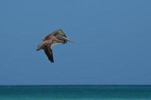 bellissimo selvaggio pellicano volante attraverso il arubano cieli foto