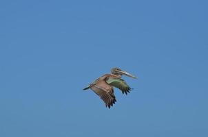 grande Marrone pellicano volante attraverso il blu cieli foto