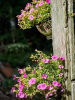 simpatico giardino nel Germania foto