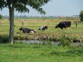 ditzum,germania,2020-il piccolo villaggio di Ditzum a il fiume ems nel Germania foto